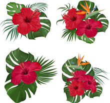 Vector Floral Collection. Juicy Monster Leaves, Palm Trees, Red Hibiscus, Strelitzia Flower. Floral Compositions On White Background 