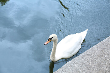 Sticker - Beautiful white swan swimming in river
