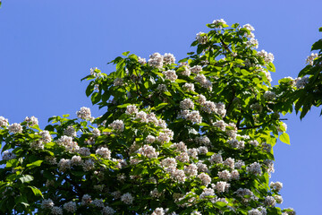 Wall Mural - Catalpa tree is a decorative tree used in landscaping due to its showy, fragrant flowers and beautiful leave