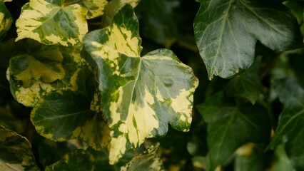 Closeup shot of yellow and green leaves