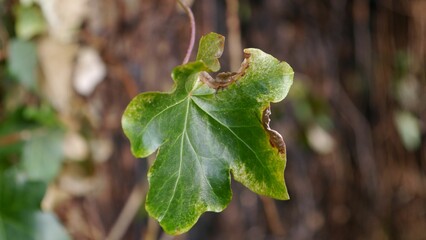 Closeup shot of a green leaf in a forest