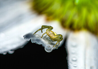 Wall Mural - A yellow-green little spider hides under a white daisy petal covered with water droplets