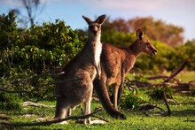 Two Kangaroos In A Bush Land Setting