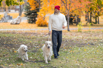 Middle-aged man and two dogs, golden retriever, walking in the park.