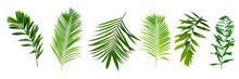 Palm Leaves Green Nature Tropical Forest Isolated On Transparent Background - Png	
