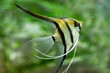 Portrait of freshwater angelfish or Scalare, Pterophyllum scalare, black white silver color