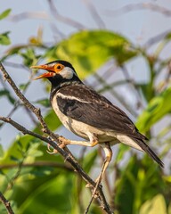 Canvas Print - Selective focus shot of an Indian pied myna sitting on a branch