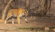 Bengal tiger (Panthera tigris Tigris) walking among dry trees, foliage and stones
