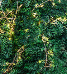 Wall Mural - christmas tree branches with golden lights garland as a background top view. xmas pattern, nature ne