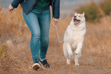 Woman In Jeans Has Fun Walking With A Husky Dog In The Park