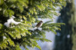 A sparrow bird sits on a Christmas tree branch