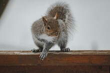 Closeup Of A Squirrel Sitting On A Wooden Fence During Winter