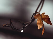 Selective Focus Shot Of A Dry Autumn Leaf On A Tree Branch In The Beginning Of The Winter