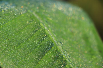 Wall Mural - Green banana leaf with water drop.