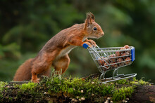 Cute Red Squirrel Fills Up Its Shopping Trolley Full Of Hazelnuts. Noord-Brabant In The Netherlands.

                             