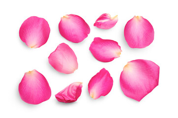 Wall Mural - pink rose flower petals isolated against a transparent background for use with love and romantic ima