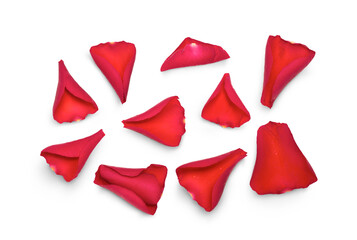 Wall Mural - red rose flower petals isolated against a transparent background for use with love and romantic imag