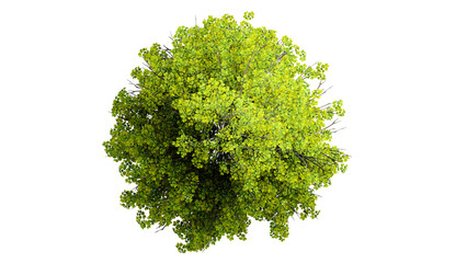 3D Top view Green Trees Isolated on PNGs transparent background , Use for visualization in architectural design or garden decorate	
