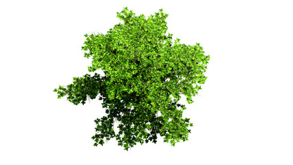 3D Top view Green Trees Isolated on PNGs transparent background , Use for visualization in architectural design or garden decorate	
