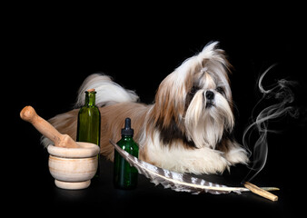 Poster - shih tzu in studio