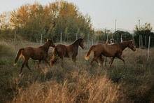 Horses Trotting In The Field At Sunset