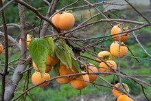 Persimmon Fruits On Trees In An Autumn Garden. Persimmon Fruit, Persimmon Tree With Persimmon Fruit