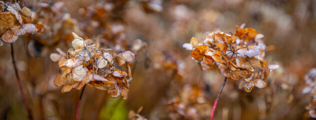 Wall Mural - Soft focus picture. Floral autumnal background with dried hydrangea. Seasonal concept. Colors of autumn.