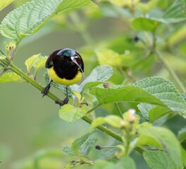 Wall Mural - Close-up of Purple-rumped sunbird perched on a tree twig in the forest