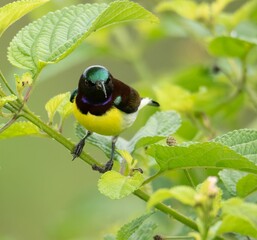 Wall Mural - Close-up of Purple-rumped sunbird perched on a tree twig in the forest