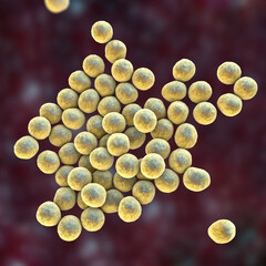 Sticker - Bacteria methicillin-resistant Staphylococcus aureus MRSA