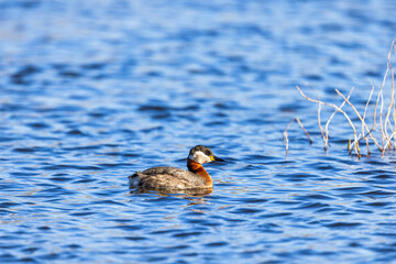 Wall Mural - Swimming Red-necked grebe in a lake