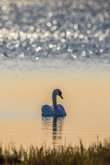 Poster - Beautiful Mute swan on a calm lake