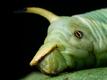Details Of Convolvulus Hawk-moth (Agrius Convolvuli) Caterpillar