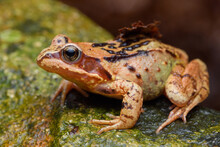 European Common Frog (Rana Temporaria) On A Stone