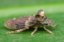 Ledra Aurita Or The Eared Leafhopper