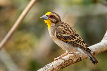 sakalava weaver - ploceus sakalava, beautiful yellow headed weaver from madagascar forests and woodl