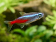 Closeup of blue neon tetra fish isolated on blurred plant background