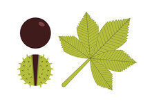 Chestnuts, Autumn Leaves Design Buckeye Vector Flat Isolated Illustration