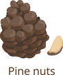 © ONYXprj - Pine nut icon. Cartoon healthy raw seed