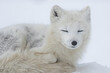 Polar fox resting on the snow in Norway