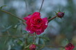 Zmrożone kwiaty róży na osiedlowych rabatach