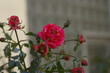 Zmrożone kwiaty róży na osiedlowych rabatach