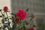 Fototapeta Kwiaty - Zmrożone kwiaty róży na osiedlowych rabatach