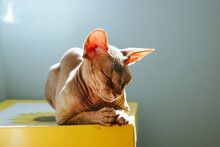 Calm Beautiful Pedigree Skinned Bald Canadian Sphynx Cat Sleeping And Basking In The Sun. A Pet At Home. Cozy Scene With One Animal. Feline Lifestyle. Relaxing Dreaming Kitty Kitten. Space For Text.