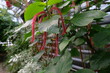 FU 2022-03-03 BonnBoGa 575 Pflanze mit roten Fuchsschwänzen