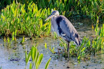 Sticker - Gray heron perched on the lake water with green shore