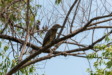 A Juvenile Black-crowned Night Heron Perched In A Tree
