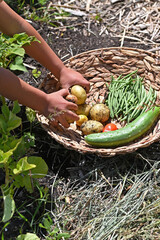 Wall Mural - A child is harvesting in the vegetable garden.