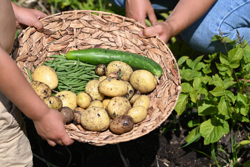 Wall Mural - Child holding a basket with vegetable from the vegetablegarden.