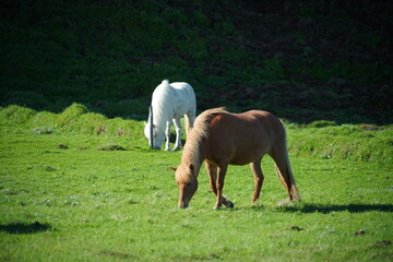 horses in the meadow